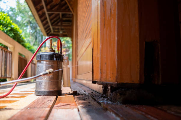 Best Wasp Removal Services  in Elkton, VA