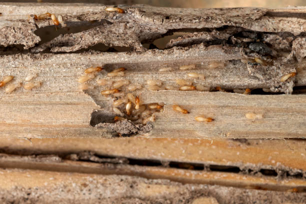Best Mosquito Control Services  in Elkton, VA